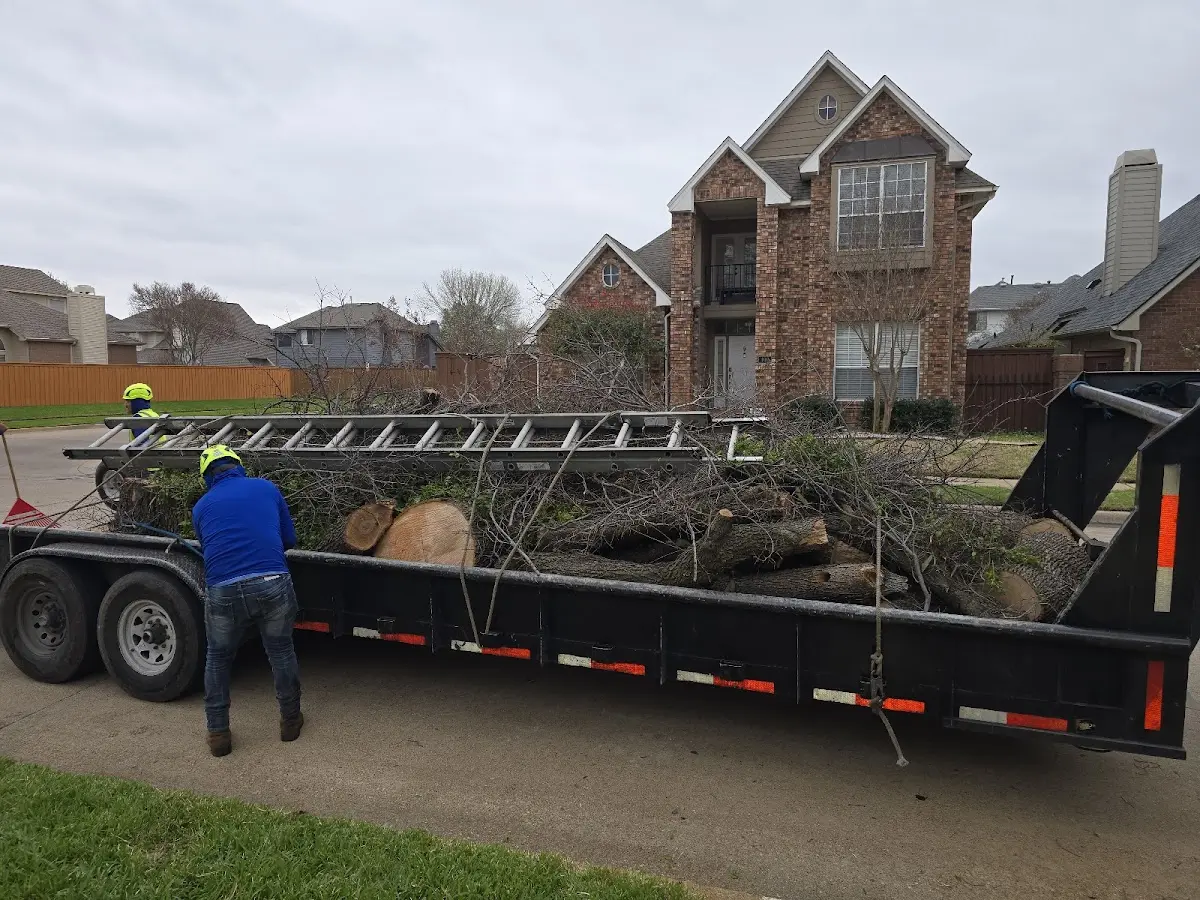 Expert Tree Removal with proper safety equipment in Mountain City